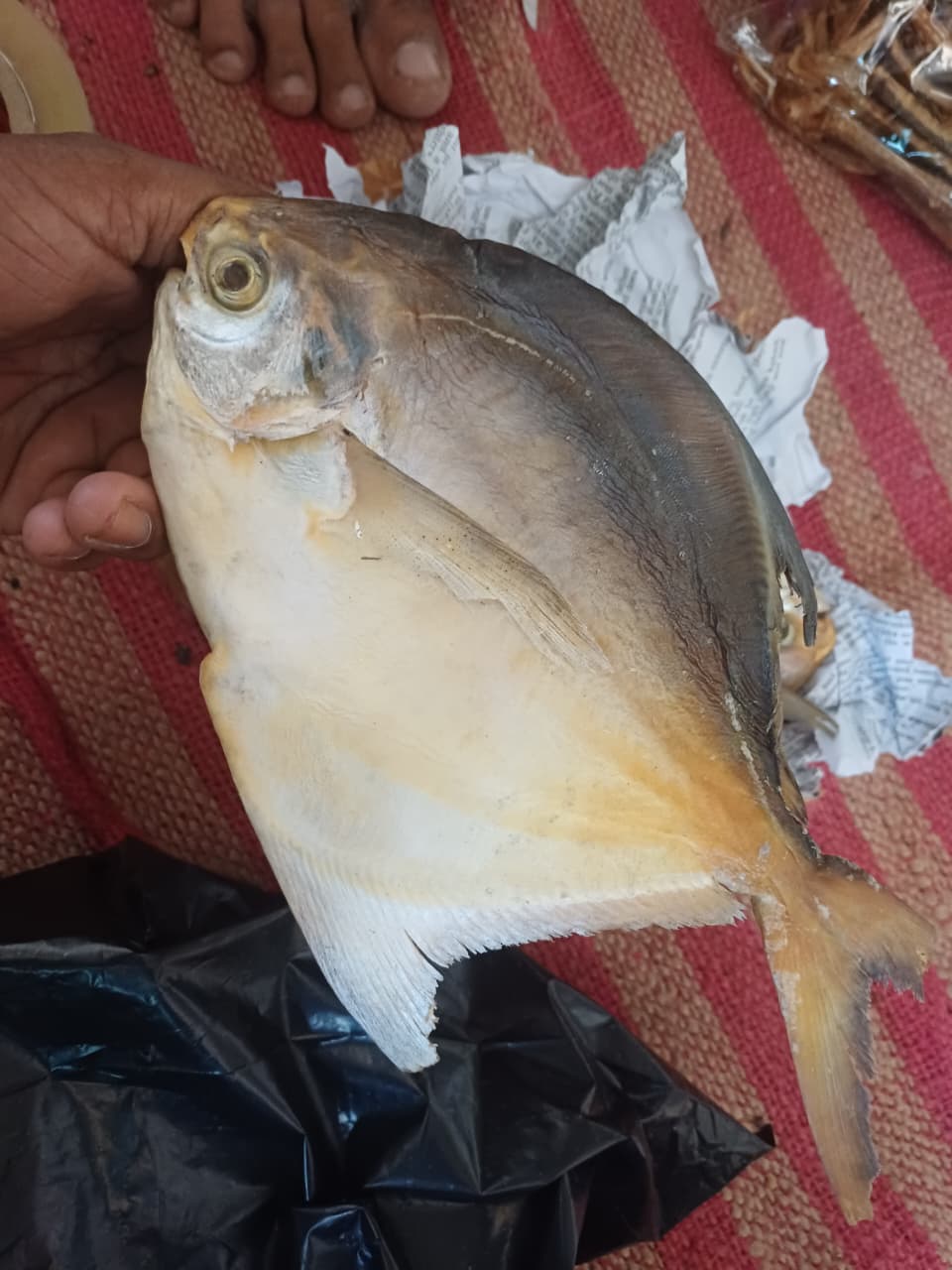 সামুদ্রিক রূপচাঁদা মাছ বড় সাইজ 1 kg